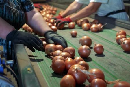 Sorting Onions on a table at a Georgia farm